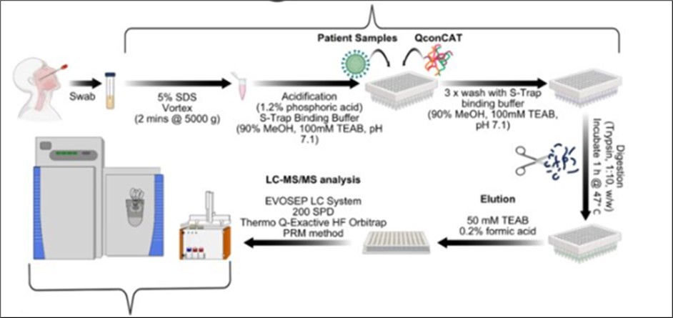 LC-MS workflow: https://www.researchgate.net/publication/361414266_A_fast_and_sensitive_absolute_quantification_assay_for_the_detection_of_SARS-CoV-2_peptides_using_parallel_reaction_monitoring_mass_spectrometry/figures?lo=1