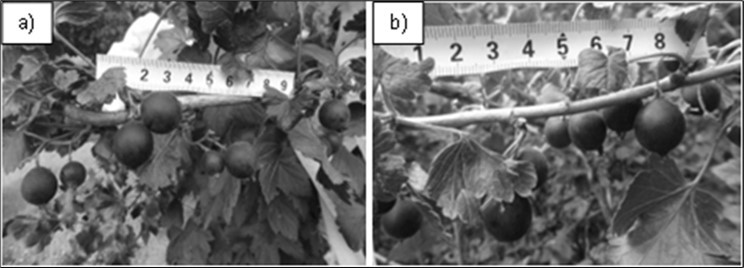 Berry setting in Jošta x Kroma cross combination: (a) Pollination with cryopreserved pollen; (b) Pollination with freshly collected pollen