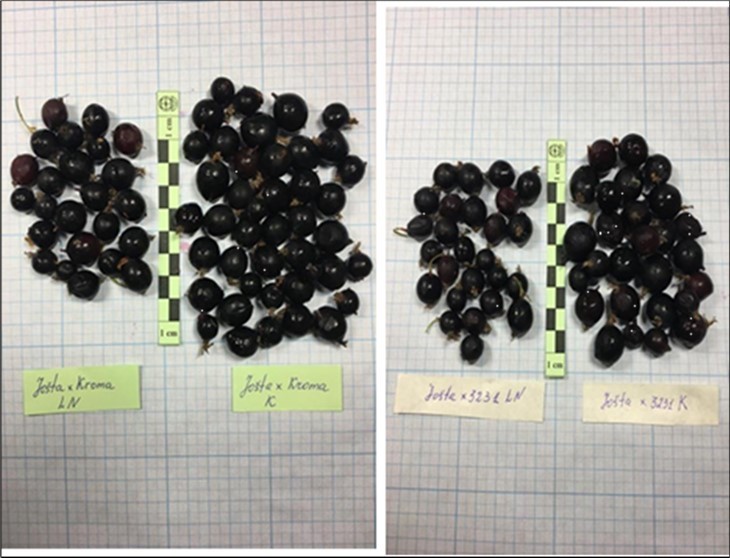 Berries of currant and gooseberry hybrids set by pollination with cryopreserved (LN) and freshly collected pollen (C); Pushkin and Pavlovsk laboratories of VIR, 2023.
