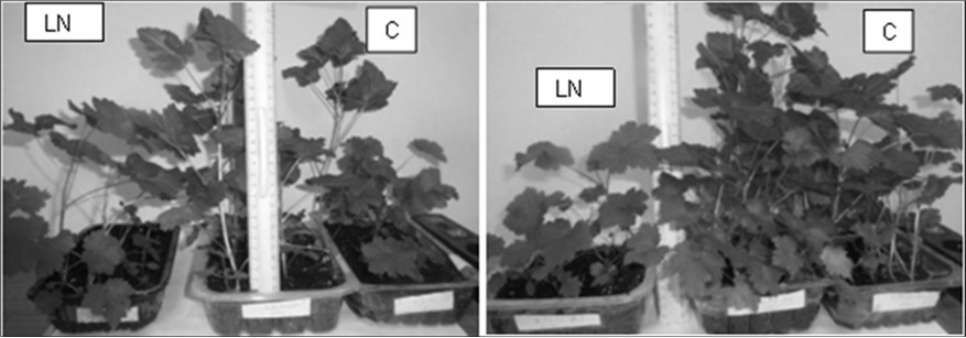 Shows the grown hybrid seedlings.