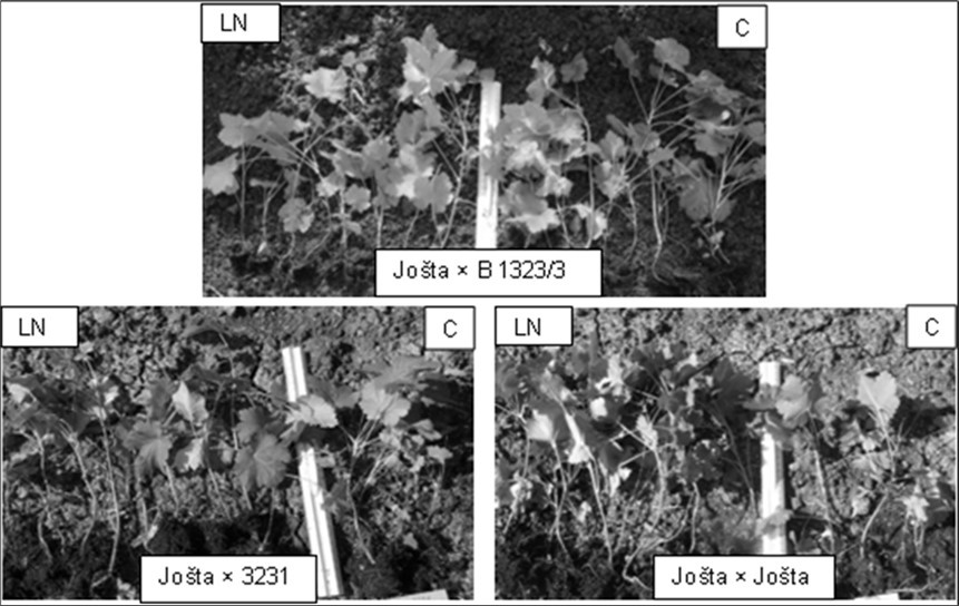 Seedlings of tetraploids obtained from pollination with cryopreserved pollen (LN) and freshly collected pollen (C); Pushkin and Pavlovsk laboratories of VIR, 2023.
