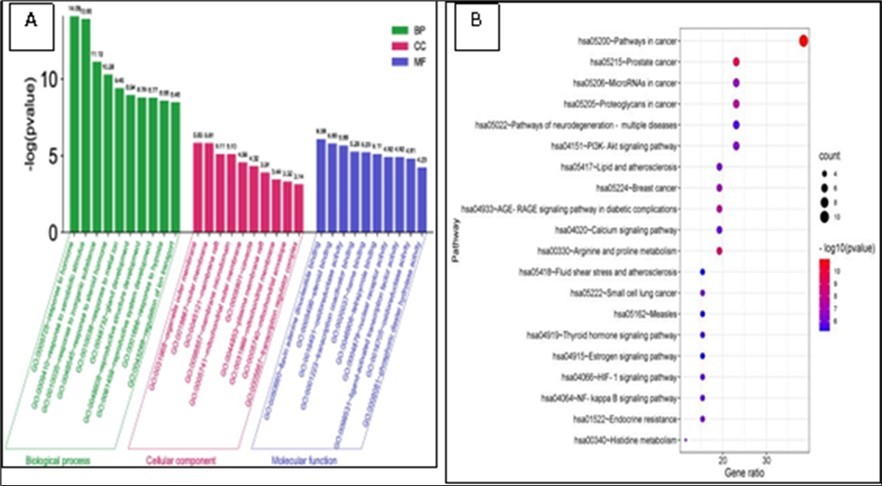 Enrichment diagram of GO function(A) and KEGG pathway(B)