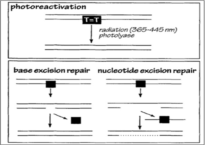 DNA Damage Repair Mechanisms from the Rothschild paper.